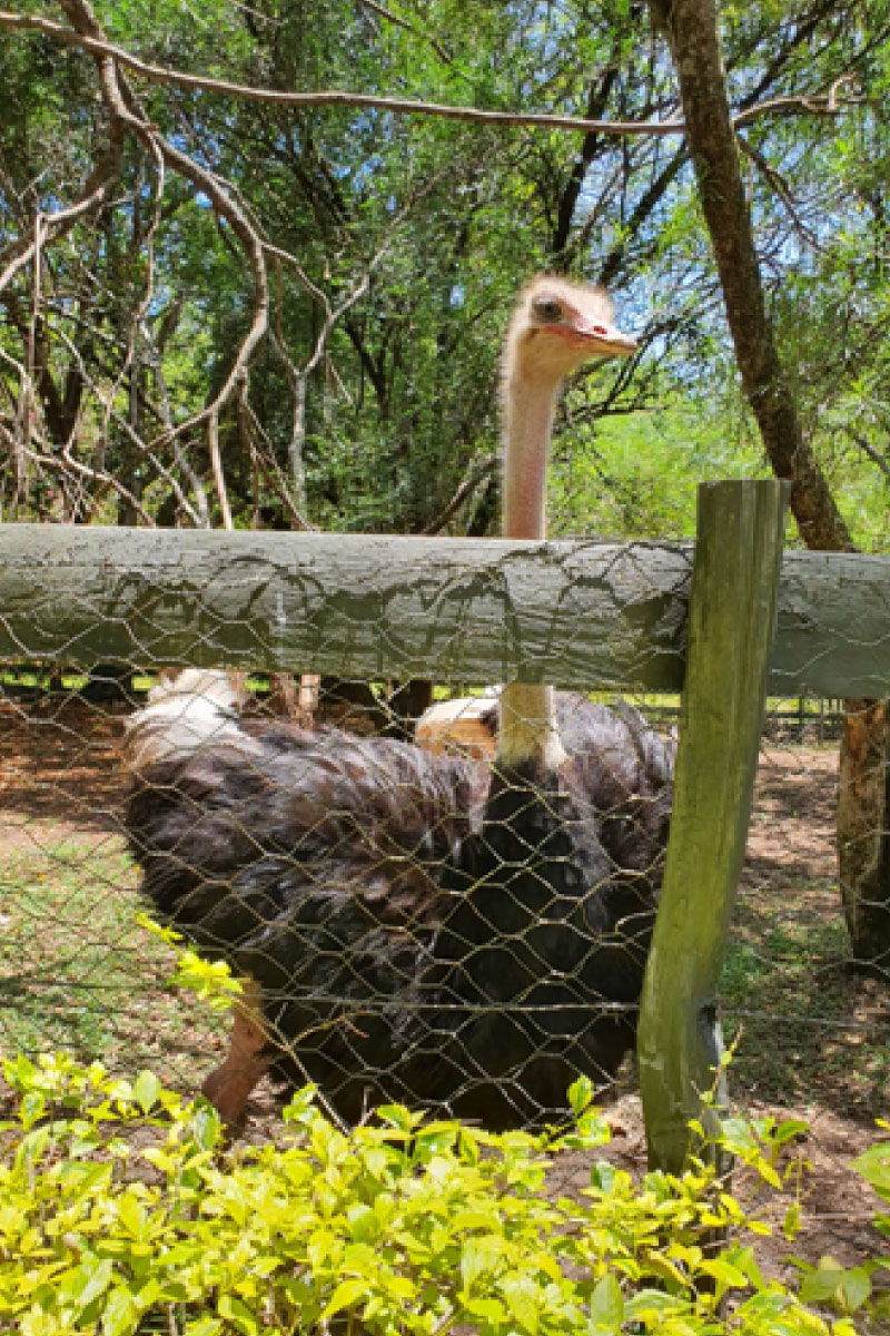 ostritch