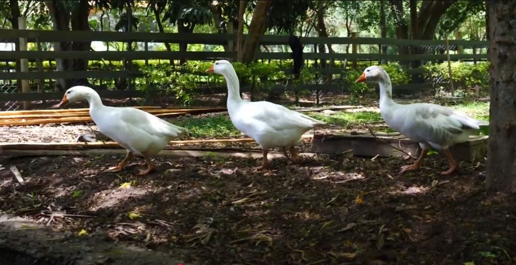 ducky